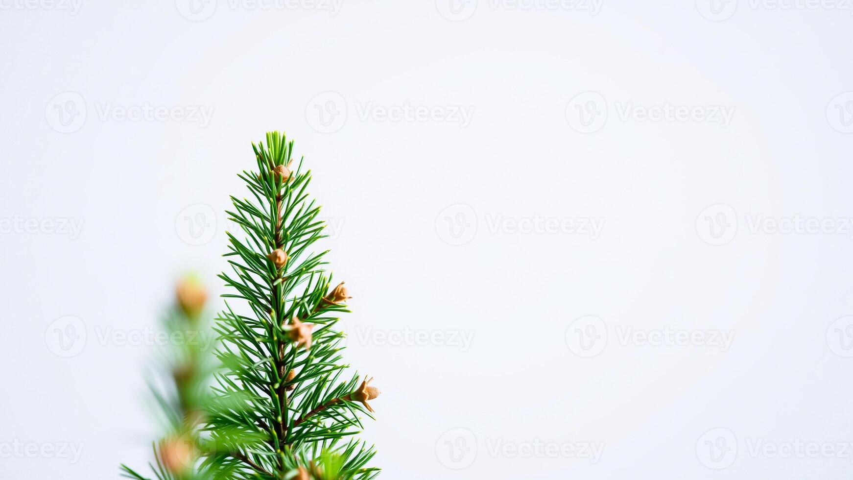 single coniferous branch with brown buds photo