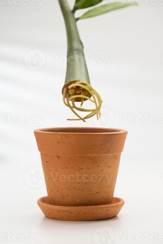 Branch and root of a Zz plant and a clay pot for propagation. photo