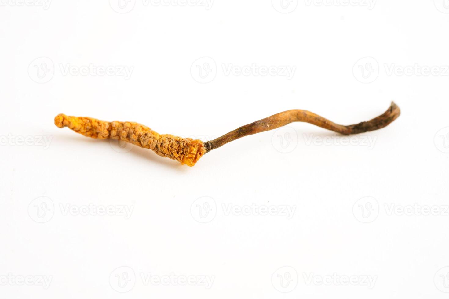 Cordyceps sinensis or Ophiocordyceps sinensis isolated on white background, mushroom herb treatment medicine. photo