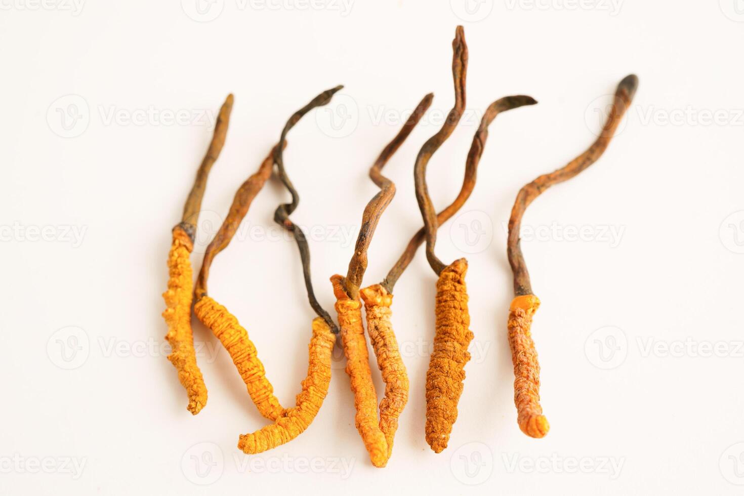 Cordyceps sinensis or Ophiocordyceps sinensis isolated on white background, mushroom herb treatment medicine. photo