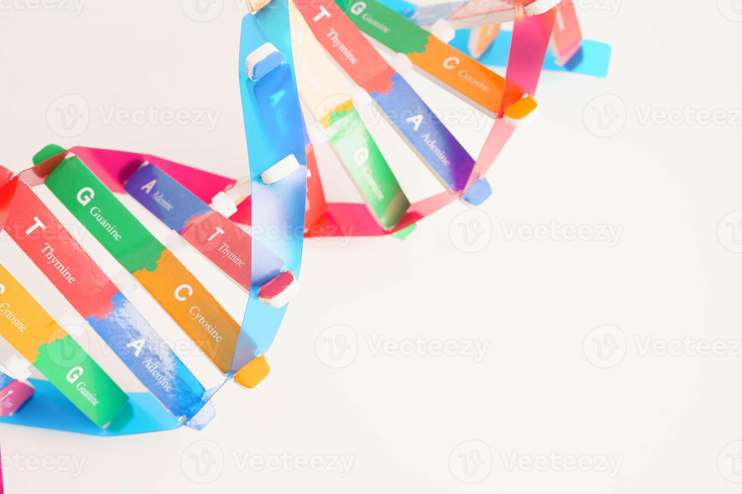 DNA molecule spiral structure model isolated on white background, chromosome and gene chemical science biology. photo