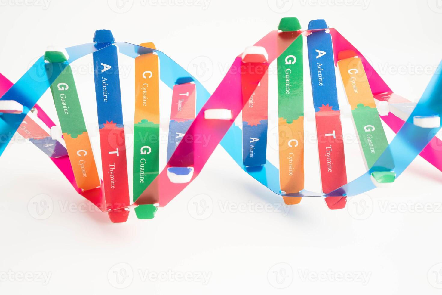 DNA molecule spiral structure model isolated on white background, chromosome and gene chemical science biology. photo