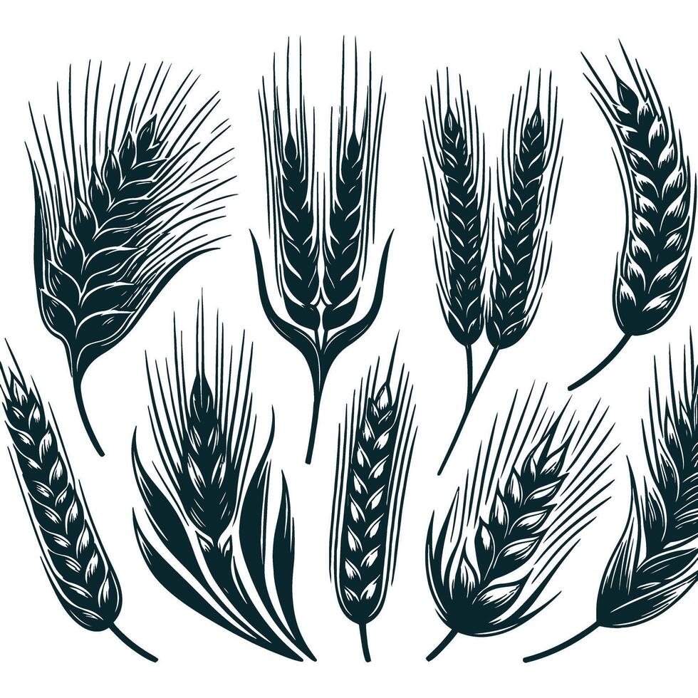 Set of wheat ears and leaves illustration vector