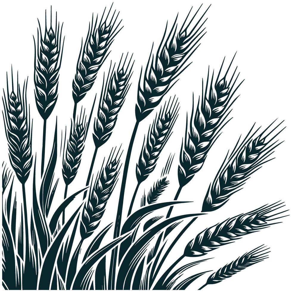 Hand drawn wheat design illustration. vector
