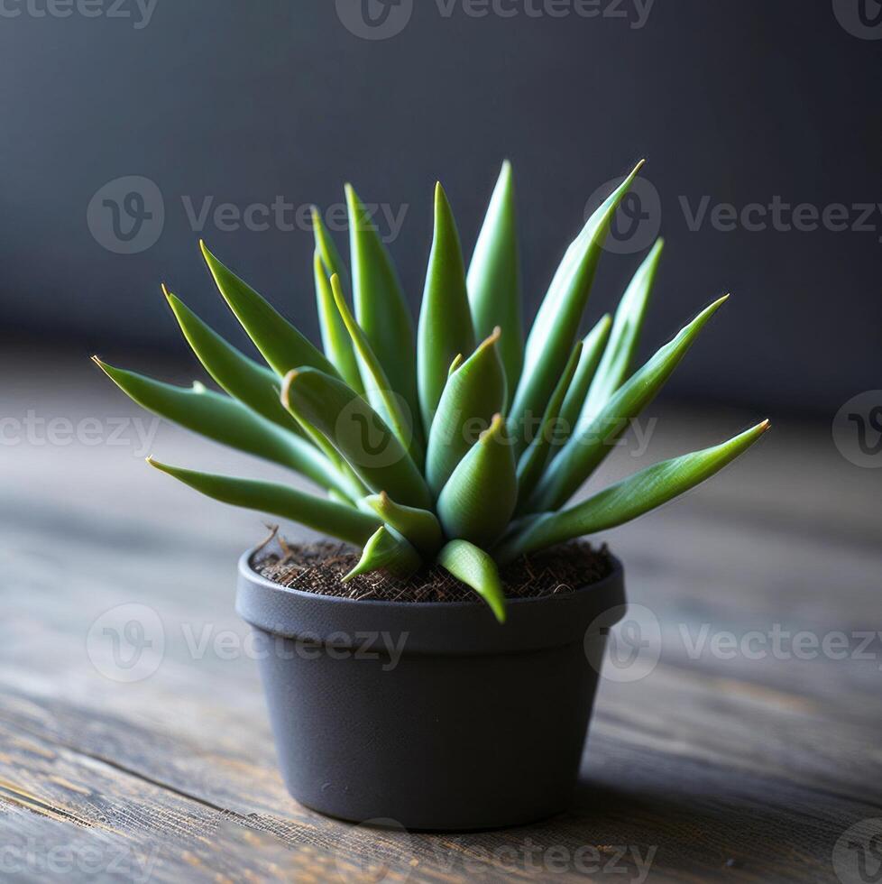 A small plant in a pot on a table photo