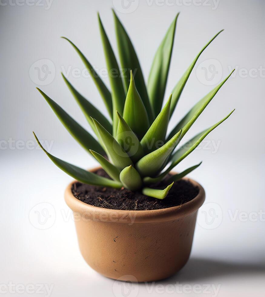 A small plant in a brown pot photo