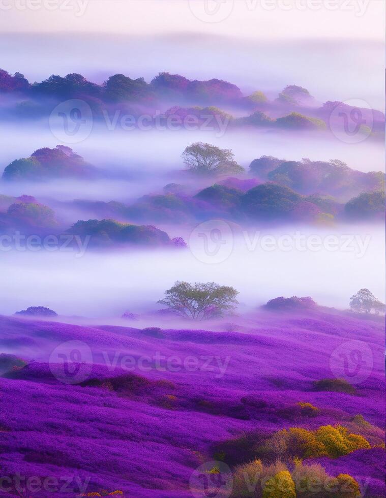A purple field of flowers with fog in the background photo