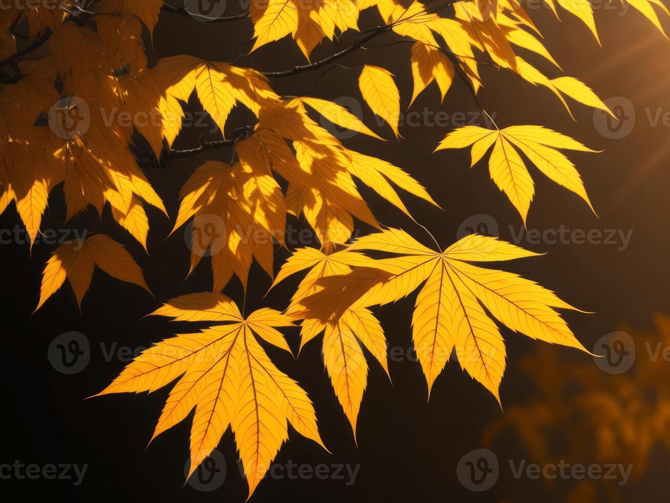 The sun shines through the leaves of a tree photo