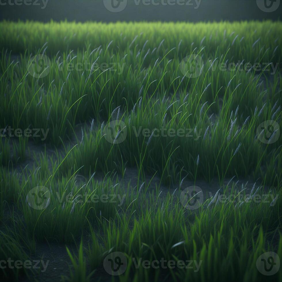 Grass field with a dark background photo