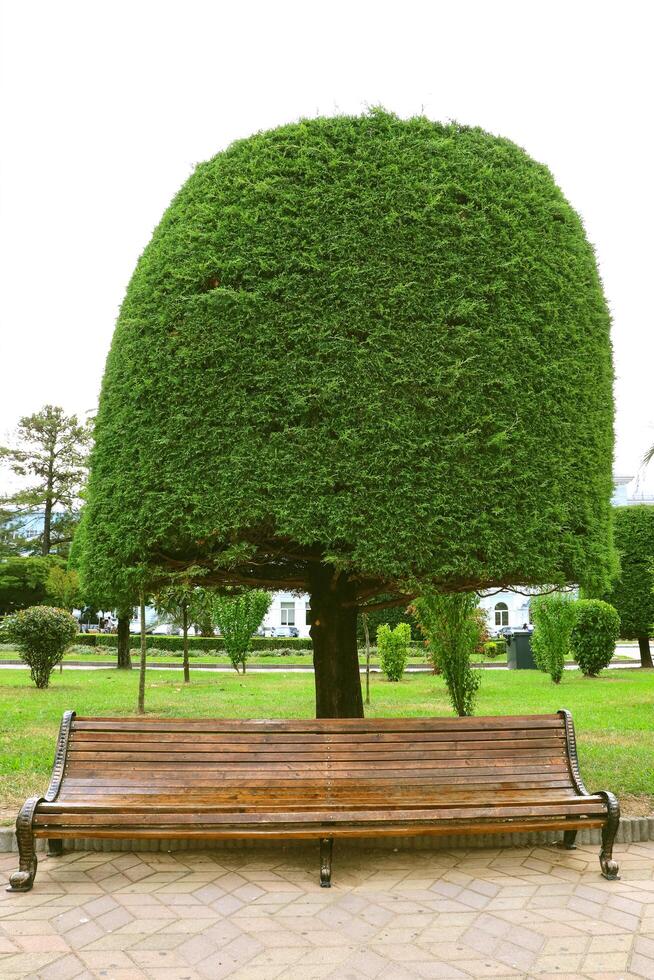 Wooden bench ang green tree are in the park. Tree and bench. photo