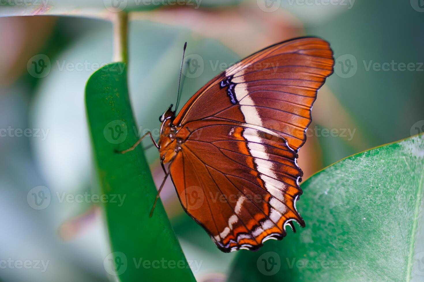A stunning orange and black butterfly with white-edged wings rests on a vibrant green leaf, showcasing its intricate patterns and the delicate beauty found in nature. photo