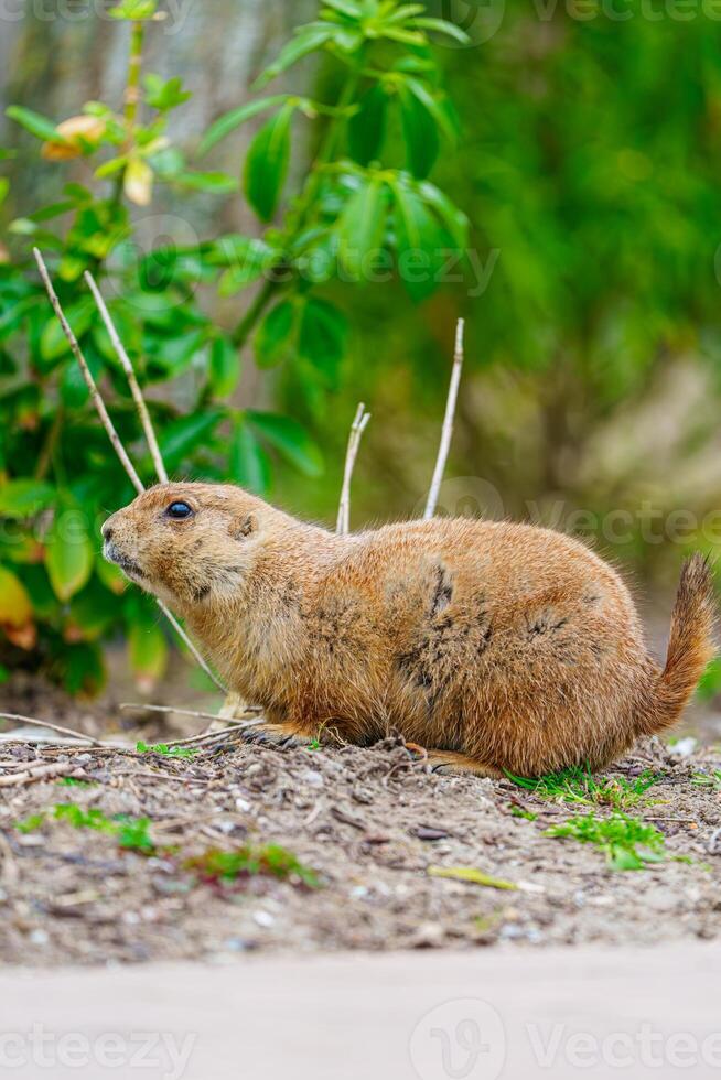 A small prairie dog sits quietly on the ground, looking away. These social rodents live in colonies and primarily feed on grasses, leaves, and seeds in their natural habitat. photo