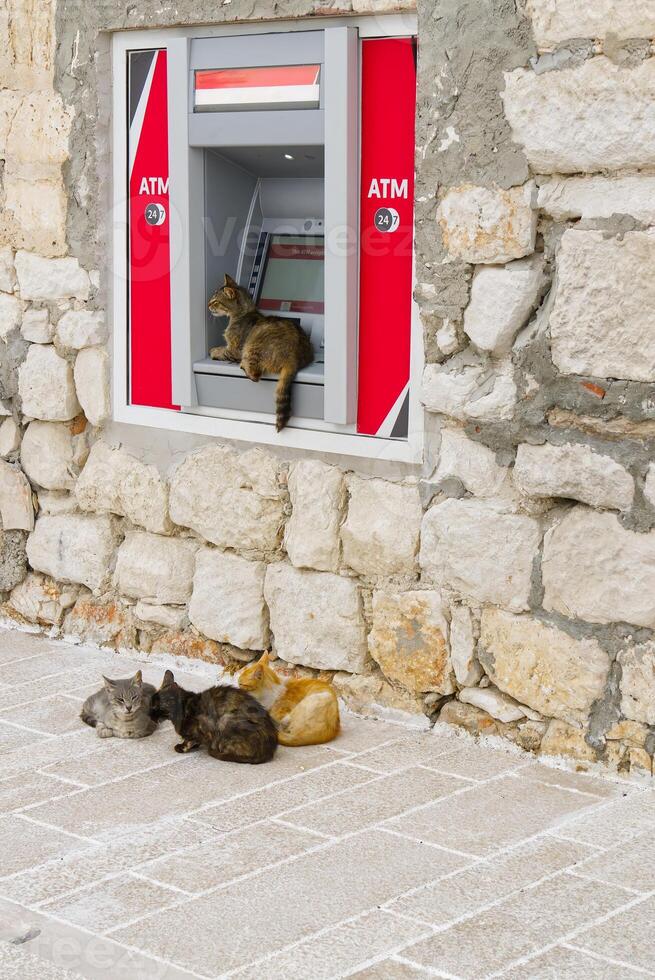 This charming stock image showcases four playful cats lounging in front of an ATM on a sunny day. Their diverse colors and sizes create a delightful contrast with the machine in the scene. photo