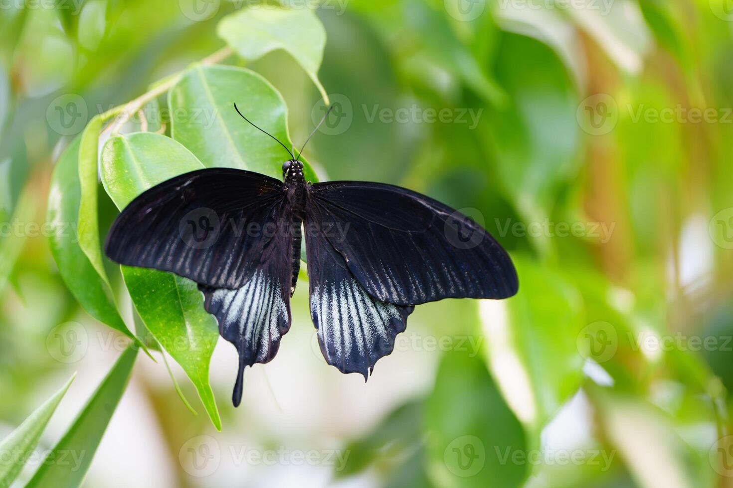 A black and white butterfly rests on a branch, surrounded by vibrant green leaves. The intricate wing details highlight natures beauty, making it ideal for stock image use. photo