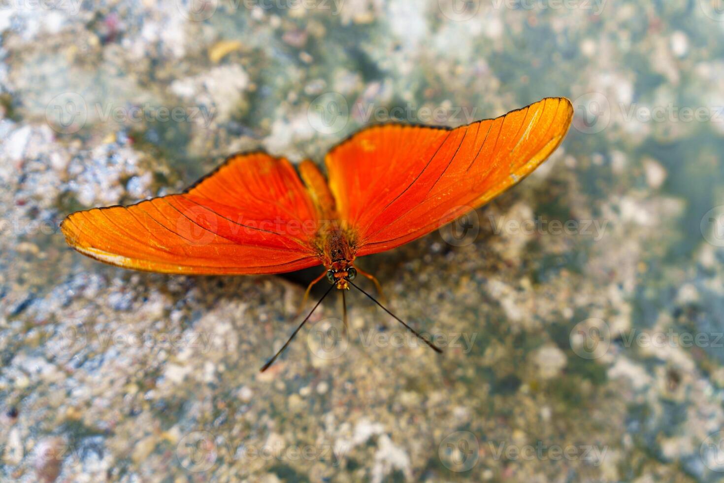 A vibrant orange butterfly with detailed wing patterns rests gracefully on a solid color background. This image showcases natures beauty, perfect for enhancing creative projects and designs. photo
