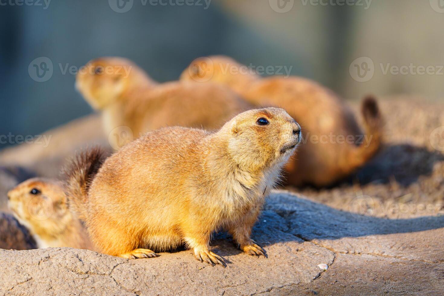 A group of prairie dogs stands on a rock in the sunlight. These small, social rodents live in colonies and are herbivores, eating grasses, forbs, and cactus pads. photo