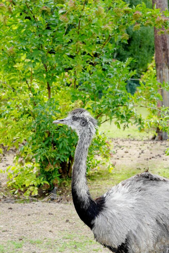 A close-up of a rhea bird with gray feathers and a long neck standing in a field with green plants and trees in the background. The rhea is looking to the left with a focused expression. photo