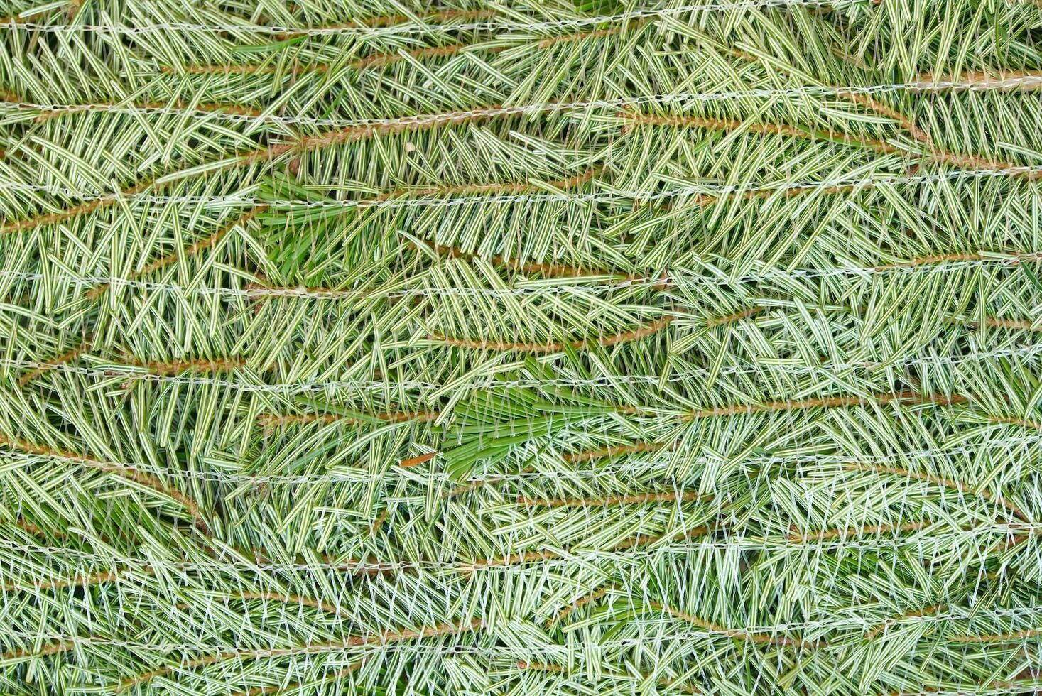 A close-up view of a bunch of fresh green Christmas tree branches showcasing their vibrant color and texture. This image can be used as an eye-catching background in various creative projects. photo