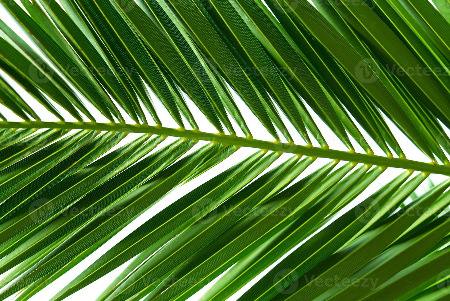 A vibrant single green frond of a coconut palm tree, gracefully arching with elongated leaflets. Isolated on a clean white background, it showcases tropical beauty and natural elegance. photo