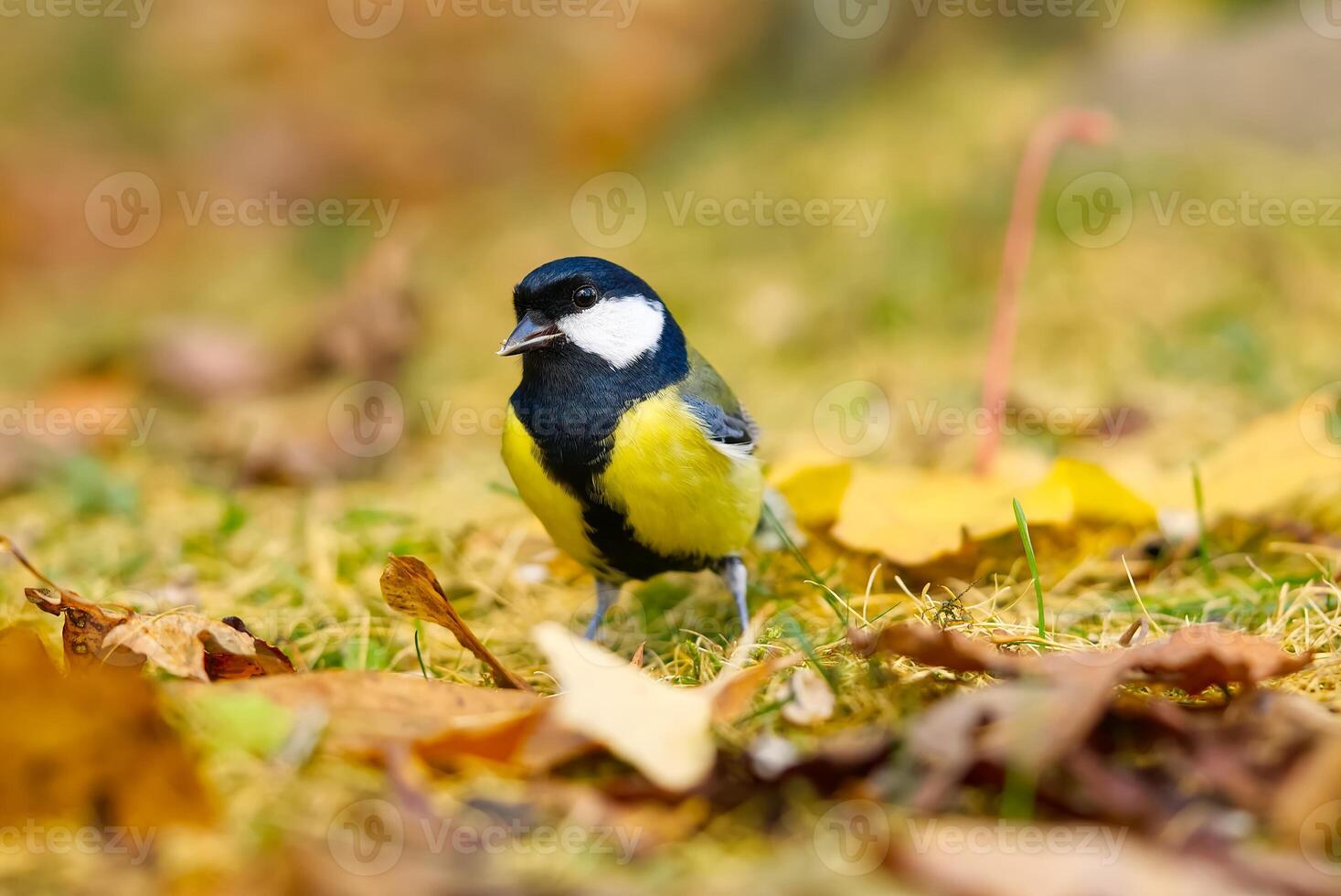 A cute little bird stands on the ground with fallen yellow leaves, blurred in the background. Its body is yellow with a black cap and white cheeks, looking to the left. photo