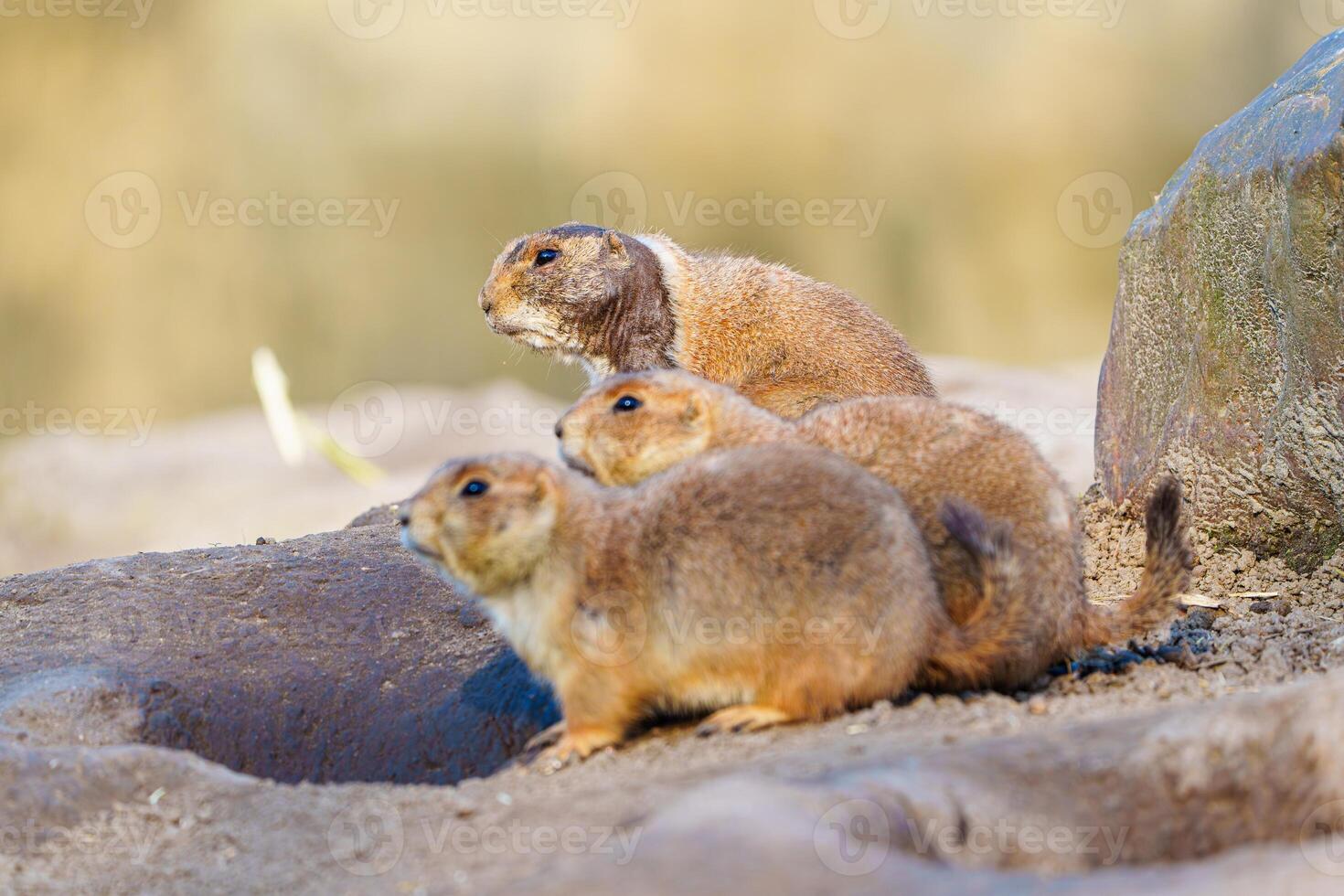 Three alert prairie dogs stand on a rock in nature, looking away. These small North American rodents are social and live in colonies, primarily eating grasses and plants. photo