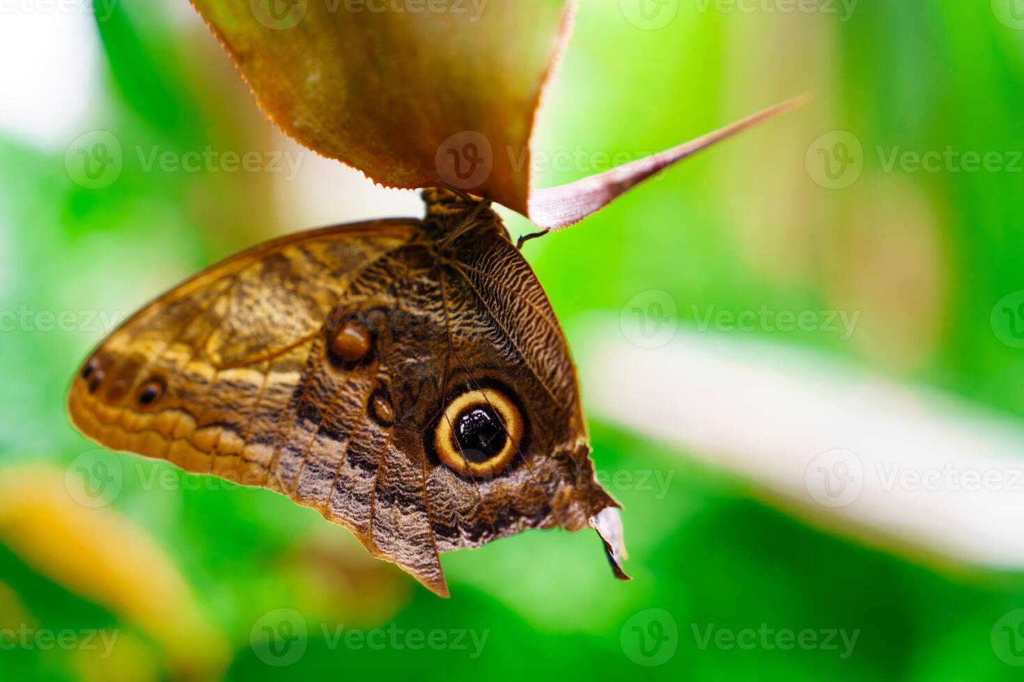 A beautiful macro shot of a tawny owl butterfly on a green leaf. The image highlights the butterflys intricate wing patterns and rich colors, showcasing its natural beauty in soft light. photo