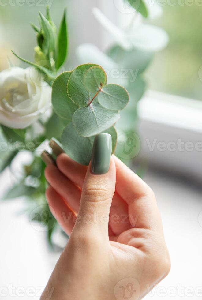 Close-up of a hand gently holding a eucalyptus leaf next to a white rose by a sunlit window in a cozy indoor setting photo