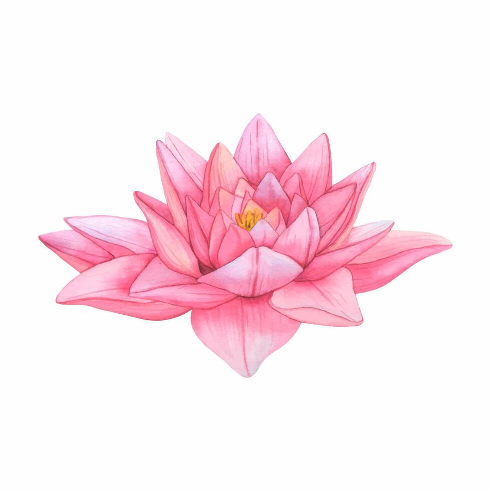 Watercolor Pink Lotus Illustration. Water Lily and green Leaves. Flowers for invitations vector