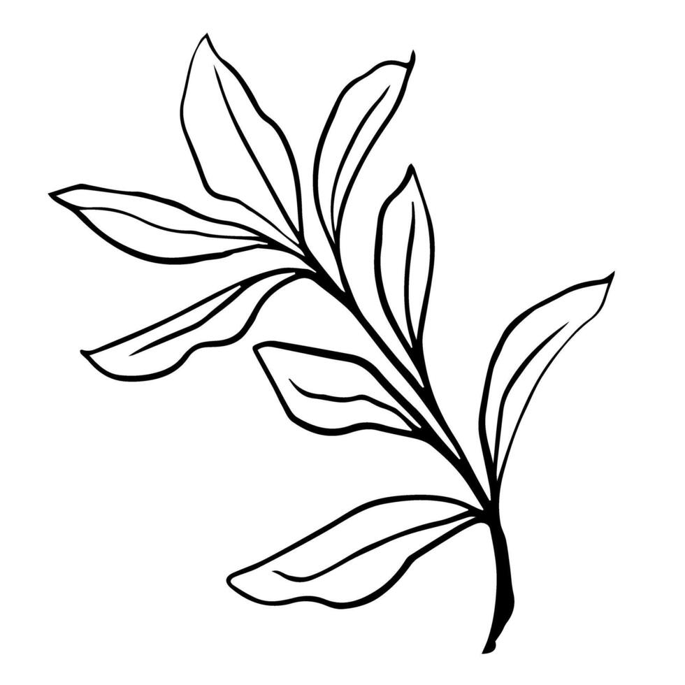 Minimalist black-and-white line art leaf branch, suitable for elegant tattoos, digital art, or decor with a touch of natural beauty, ideal for unique projects vector