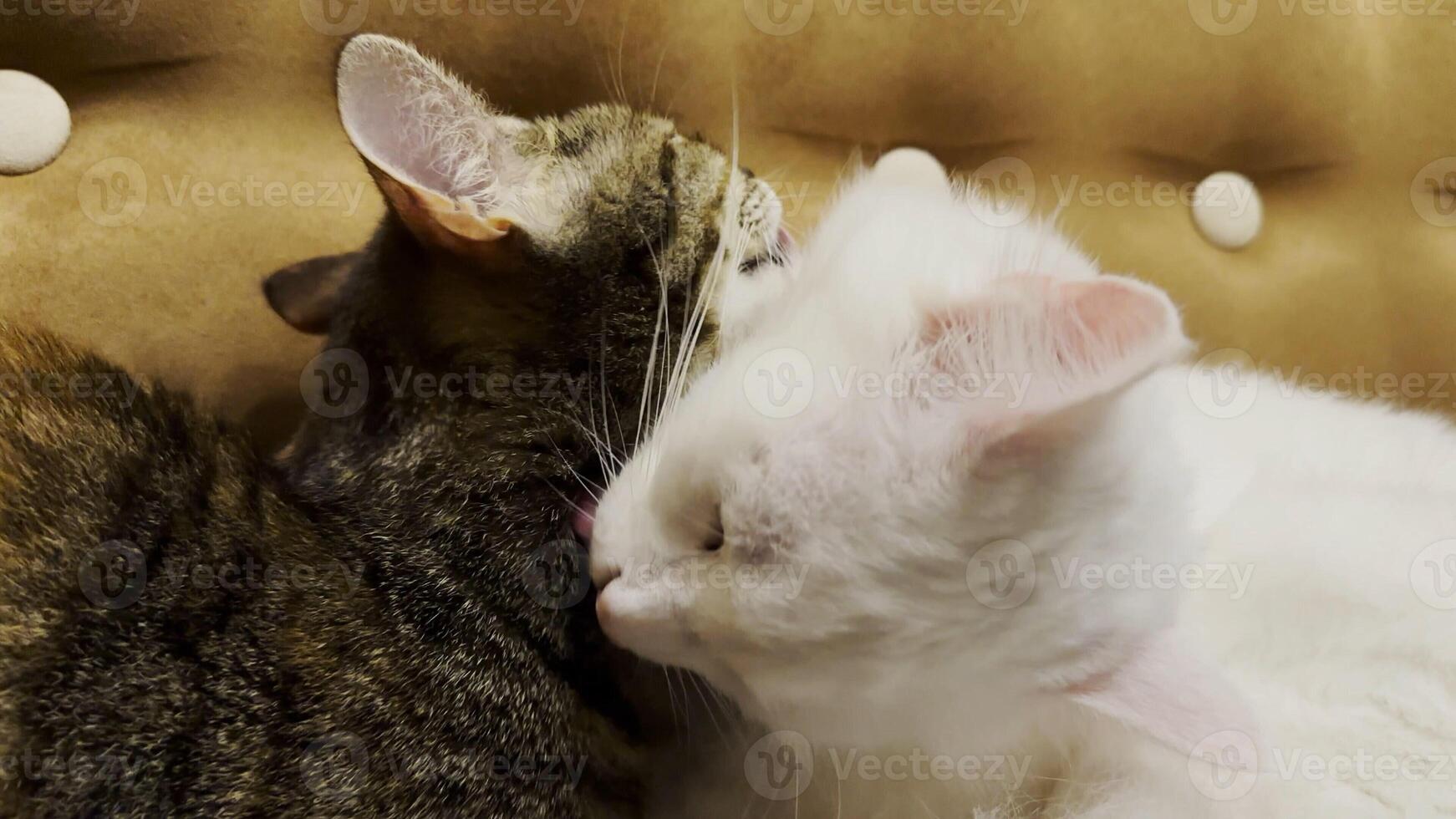 Beautiful domestic cats licking each other with tongues at home. Cute kittens taking care of a fur each other indoor. Family couple feline resting together. Concept of adorable animals. Close up photo