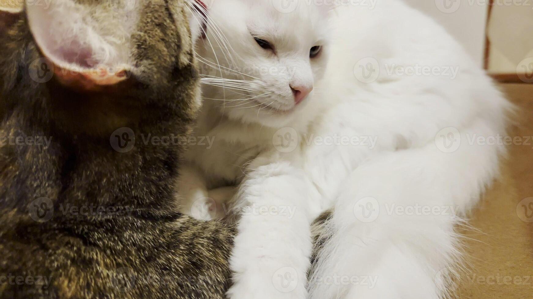 Beautiful domestic cats licking each other with tongues at home. Cute kittens taking care of a fur each other indoor. Family couple feline resting together. Concept of adorable animals. Close up photo