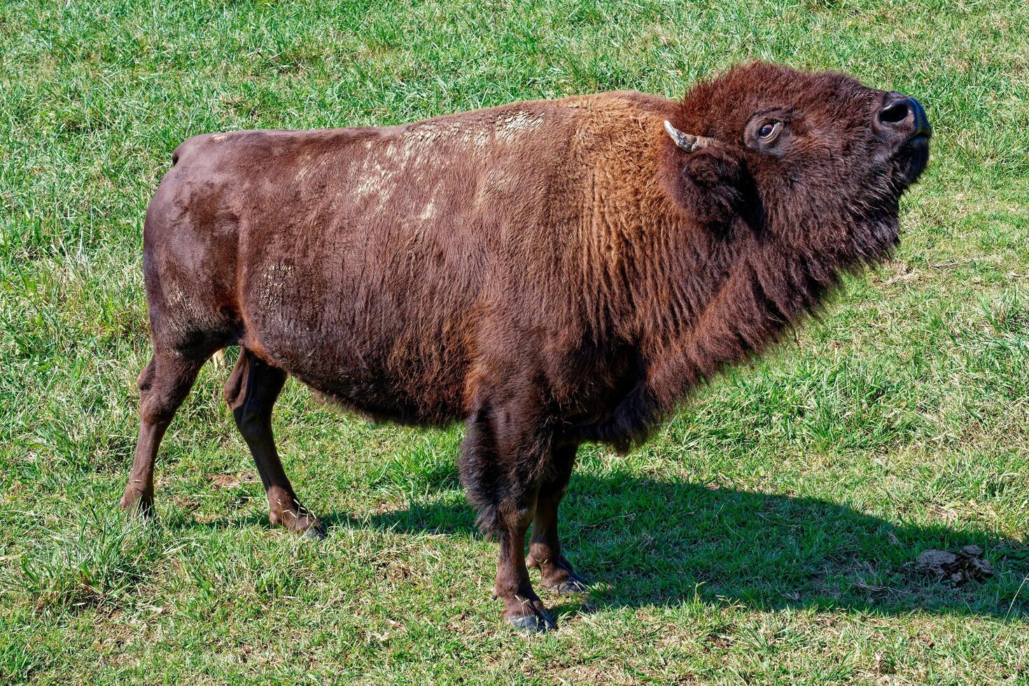 Buffalo bison posing closeup photo