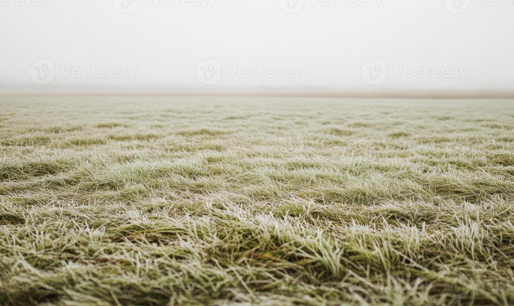 A field of grass covered in frost photo