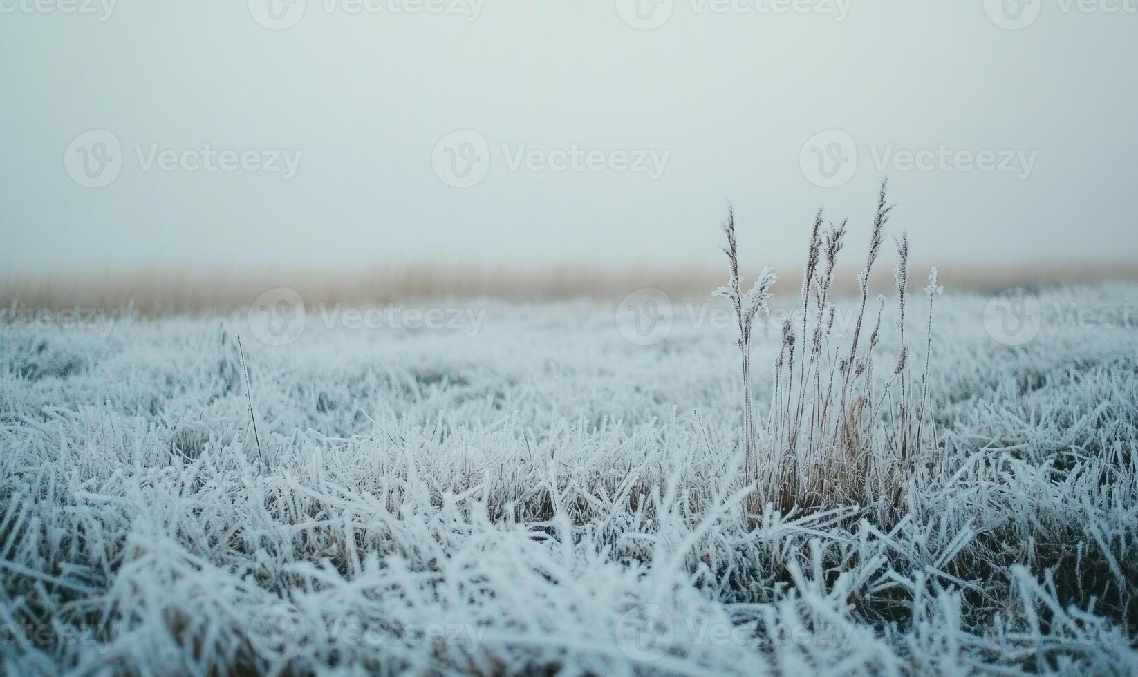 A field covered in snow with a lone plant in the middle photo