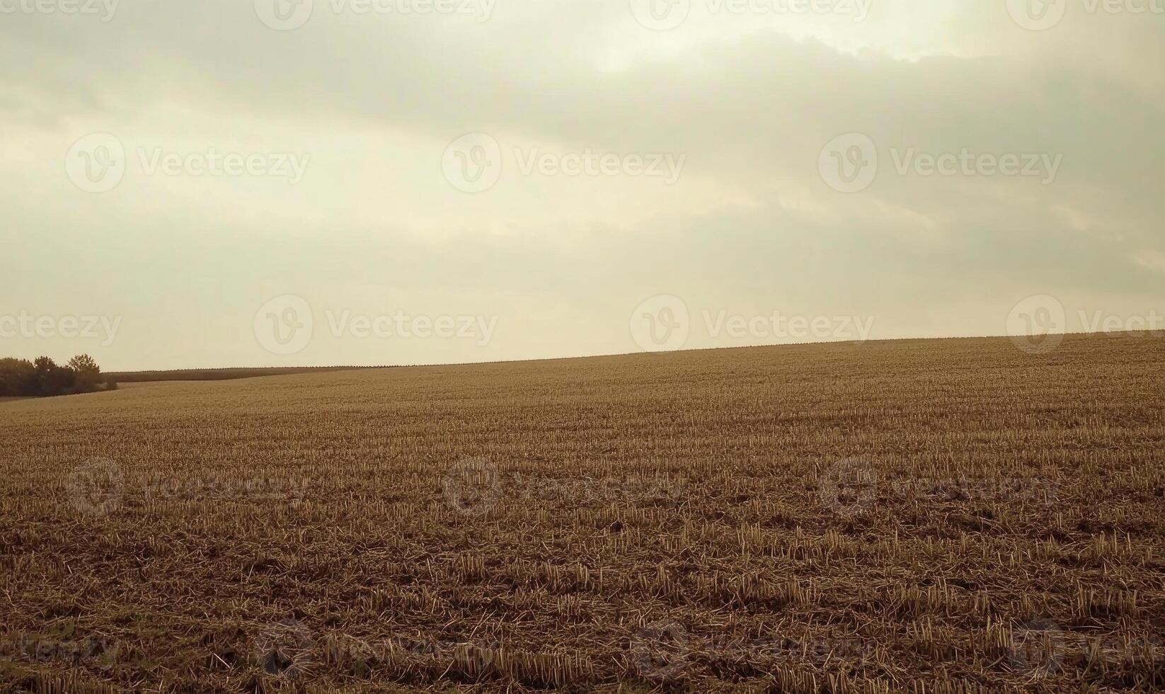 A field of tall grass with a cloudy sky in the background photo