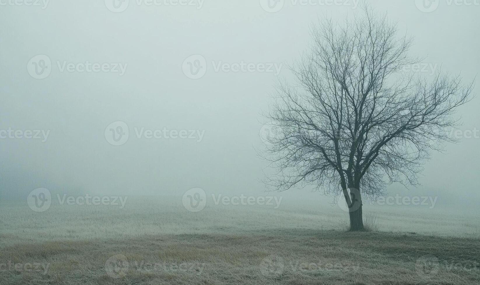 A tree stands alone in a field of grass photo