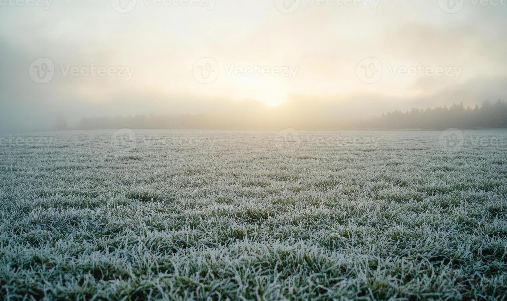 A field of grass covered in frost and snow photo