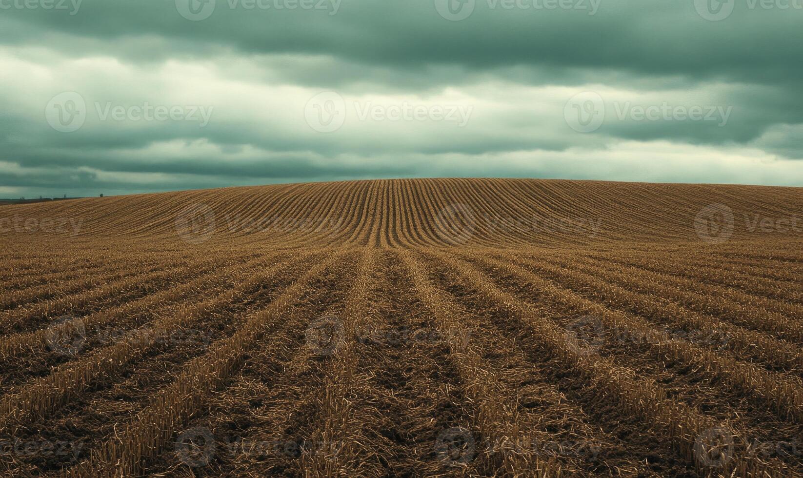 A field of crops is shown in a cloudy sky photo