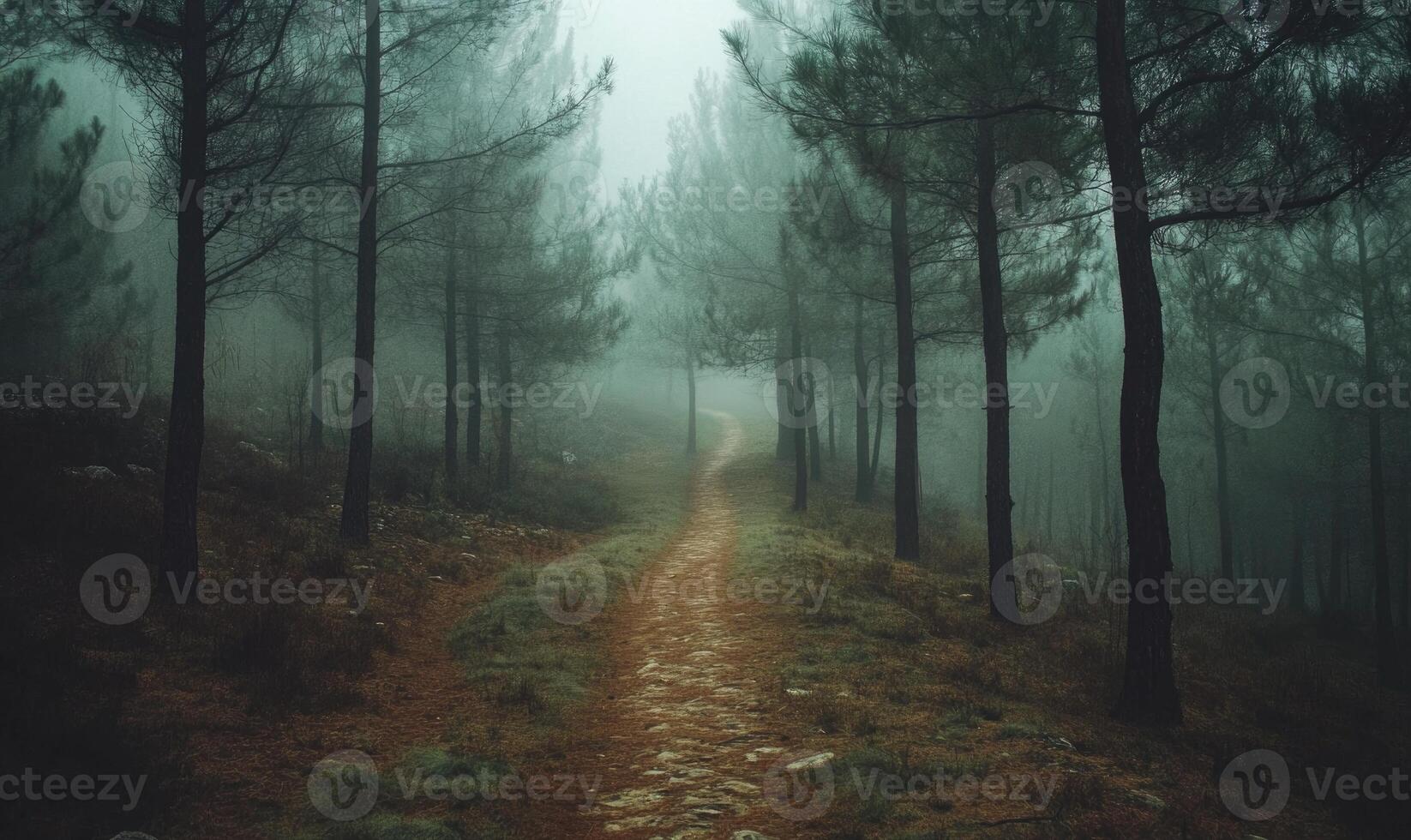 A path through a forest with trees and fog photo