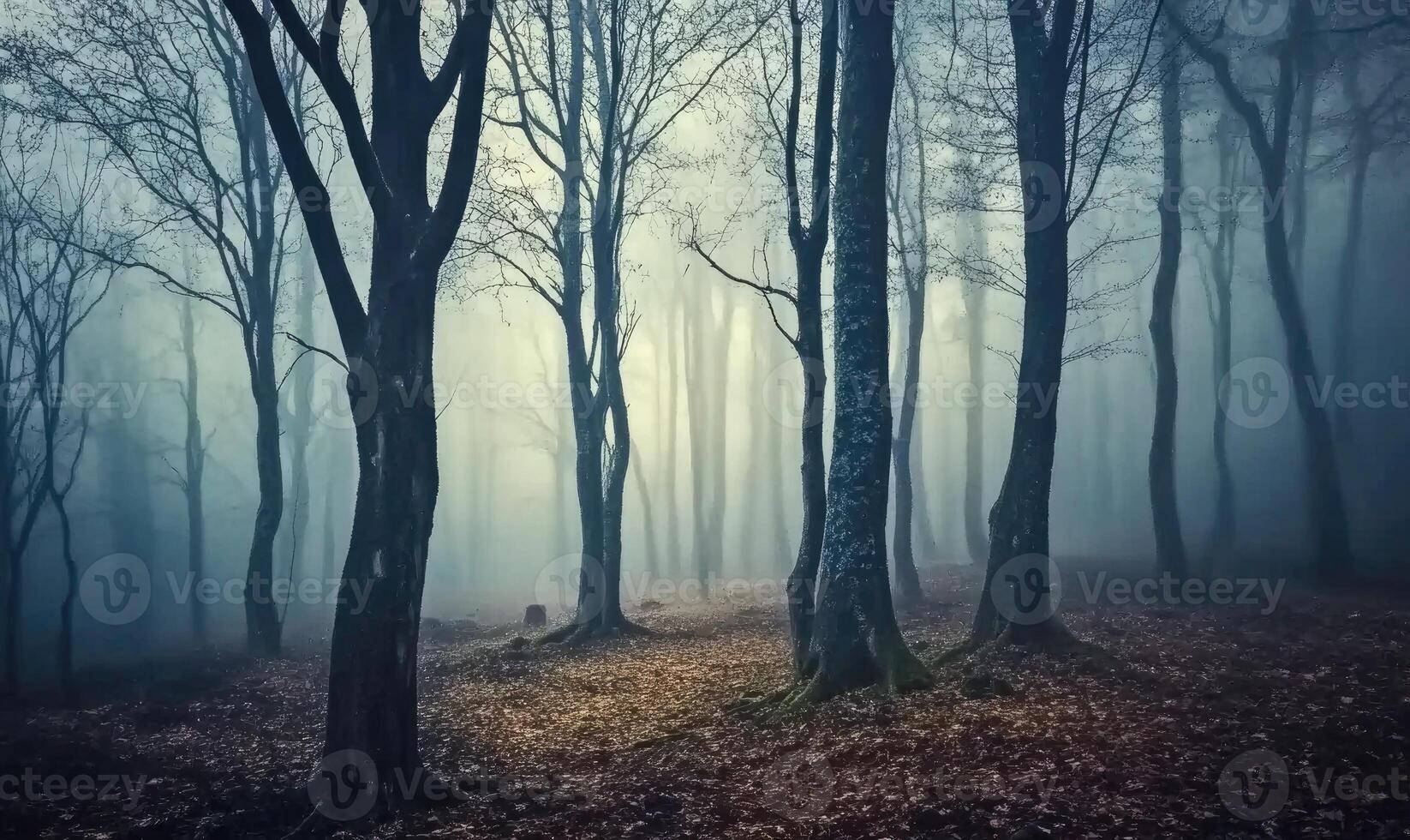 A forest with trees and a foggy atmosphere photo