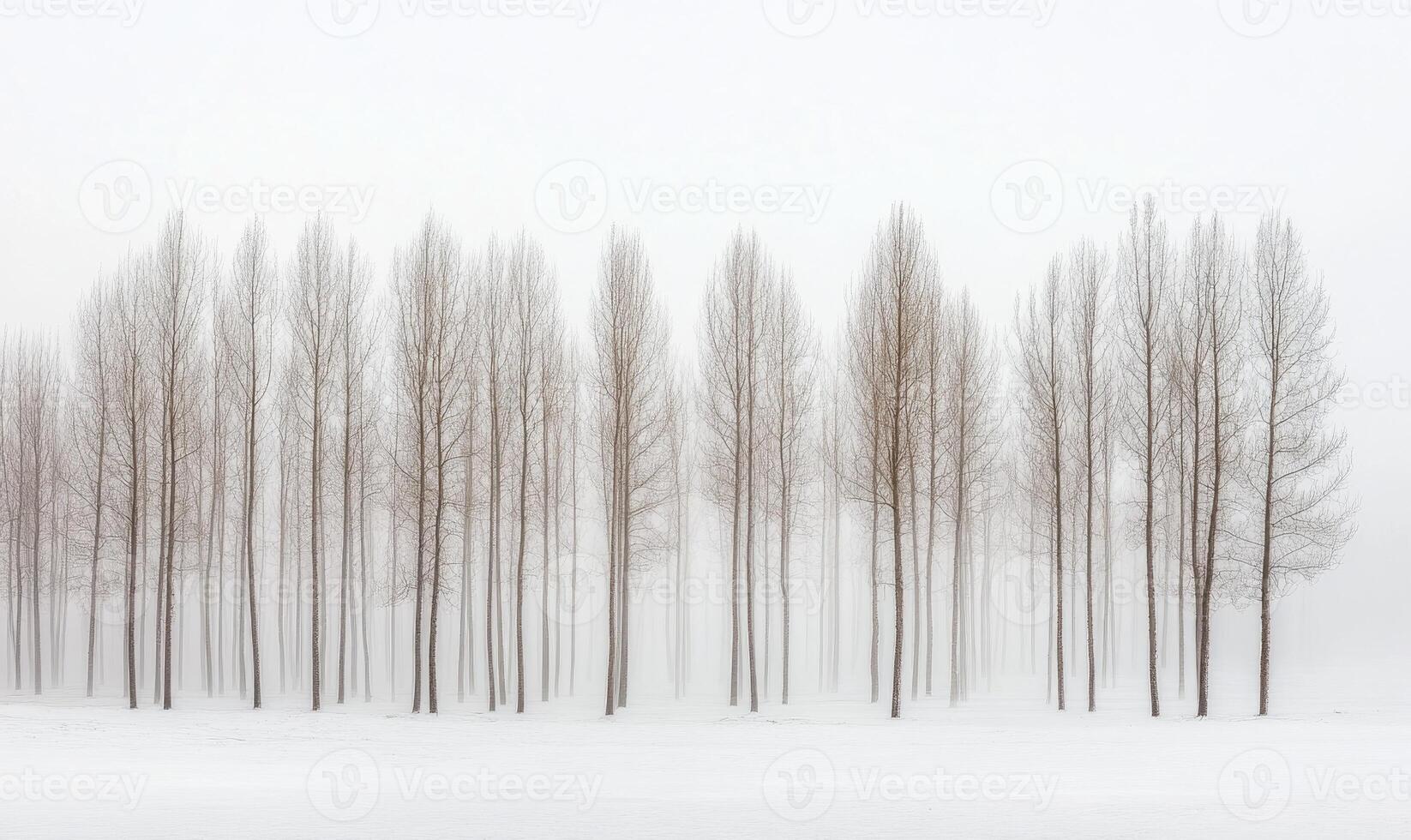 A row of trees are covered in snow and the sky is cloudy photo