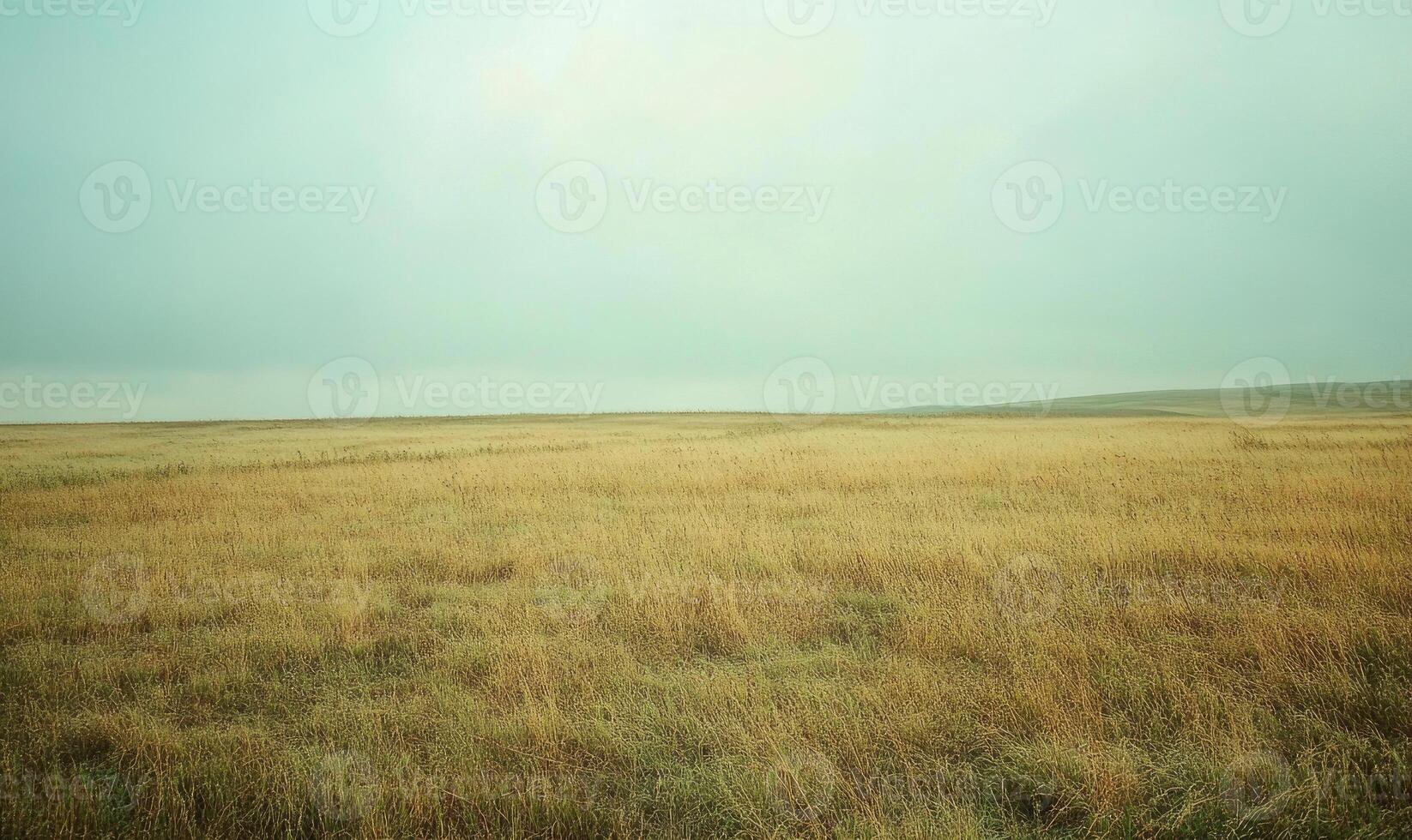 A field of tall grass with a cloudy sky in the background photo