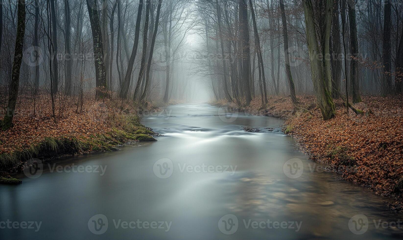 A stream of water flows through a forest photo