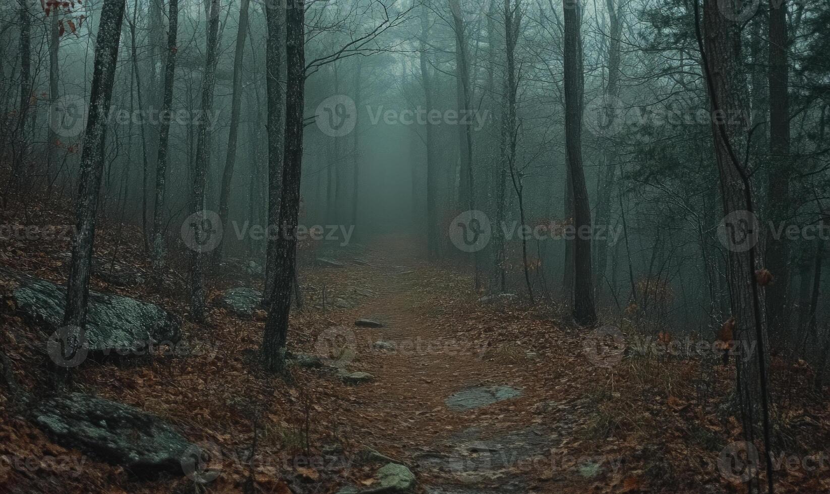 A forest path is shown in the rain with trees in the background photo