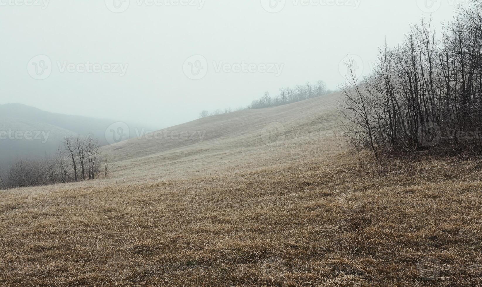 A field of grass with a few trees in the background photo