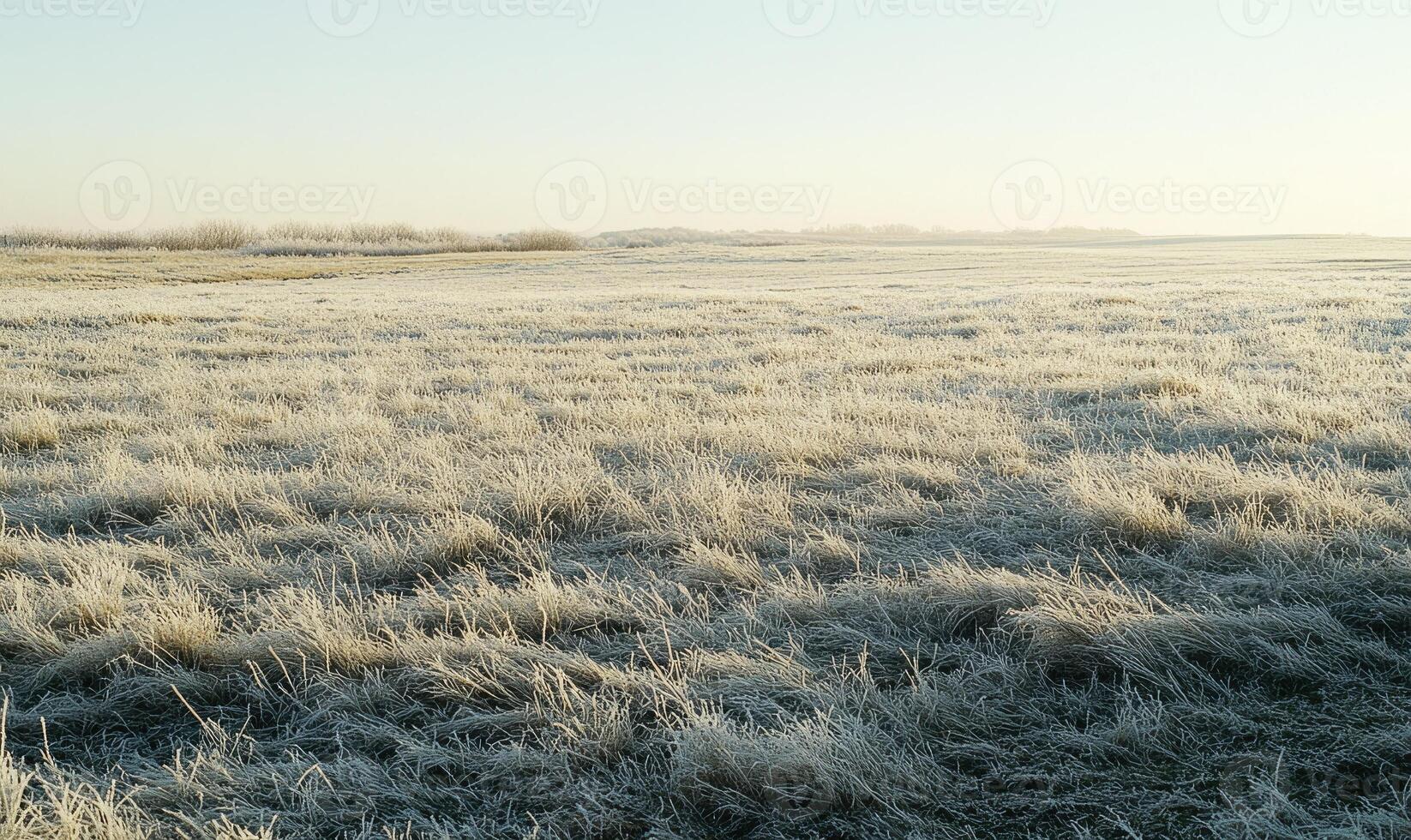 A field of grass covered in frost photo
