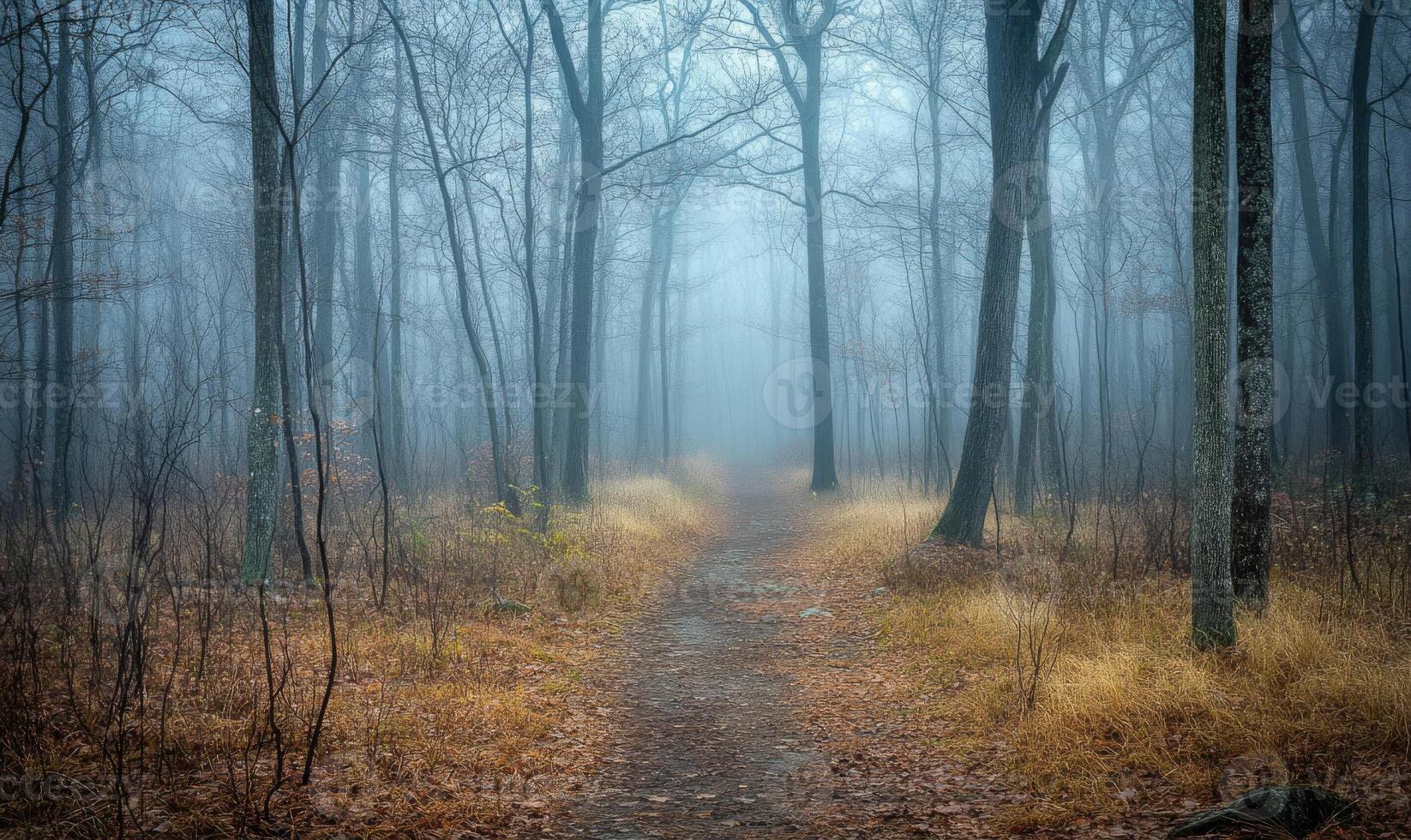 A forest path is shown in the rain, with trees in the background photo