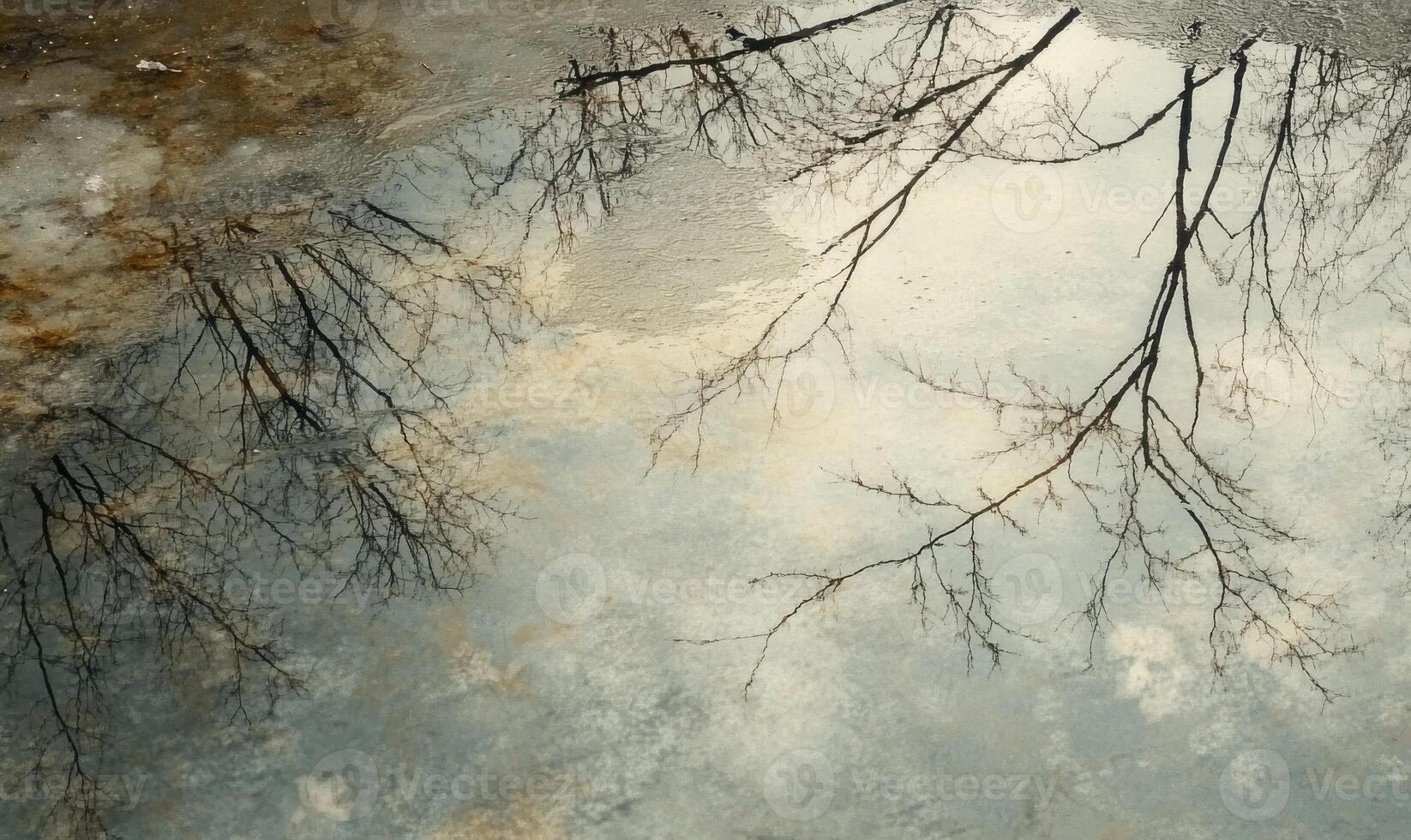 Reflections of trees in a puddle of water photo