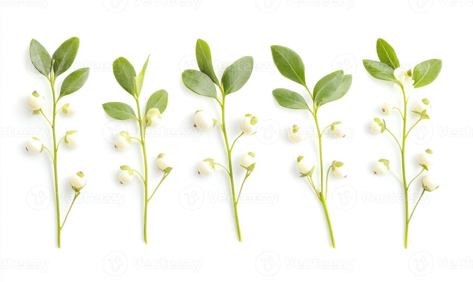 A row of green leaves with white flowers on them photo