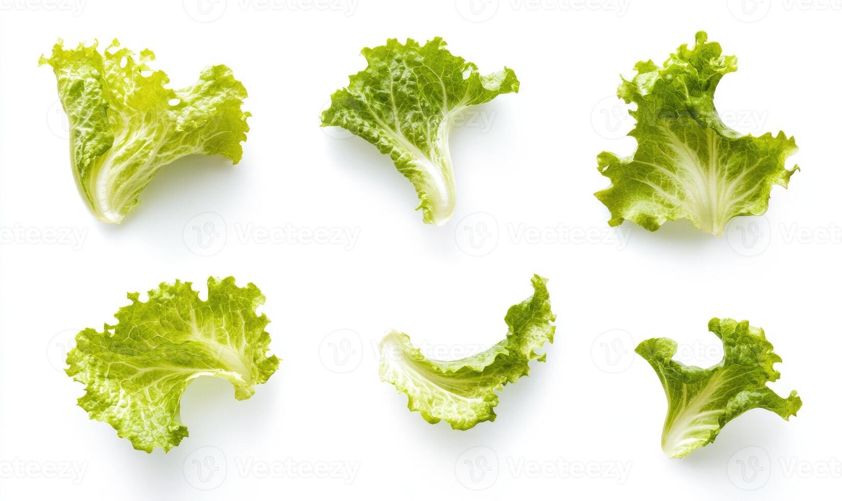 A close up of six different types of lettuce leaves photo